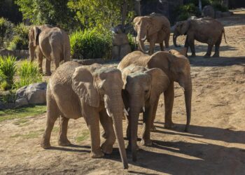 San Diego Zoo Safari Park abrirá “Elephant Valley” en marzo de 2026
