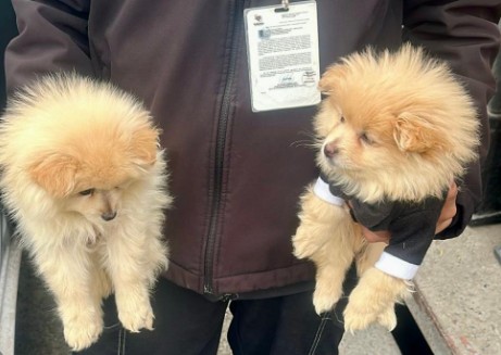 Rescataron a dos cachorros que eran vendidos ilegalmente en calles de Tijuana