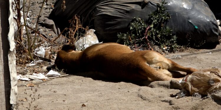 Patitas sin fronteras, el rescate binacional de perros callejeros entre Tijuana y San Diego