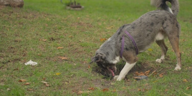 Aumenta el turismo canino en Tijuana