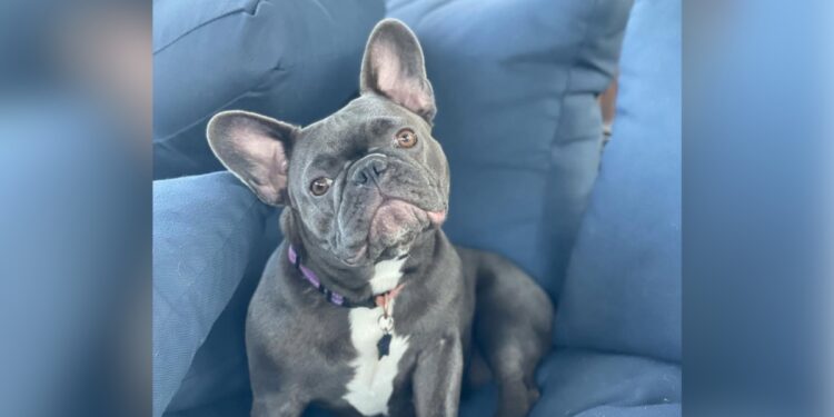 Dueña ofrece 10 000 dólares por bulldog francés perdido en Escondido