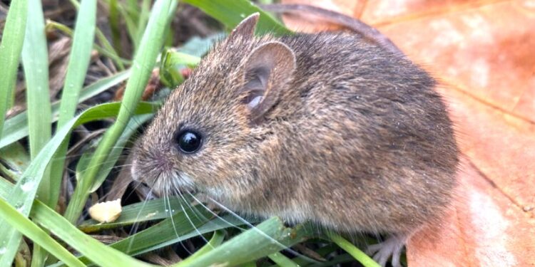 Detectan hantavirus en roedor en San Diego