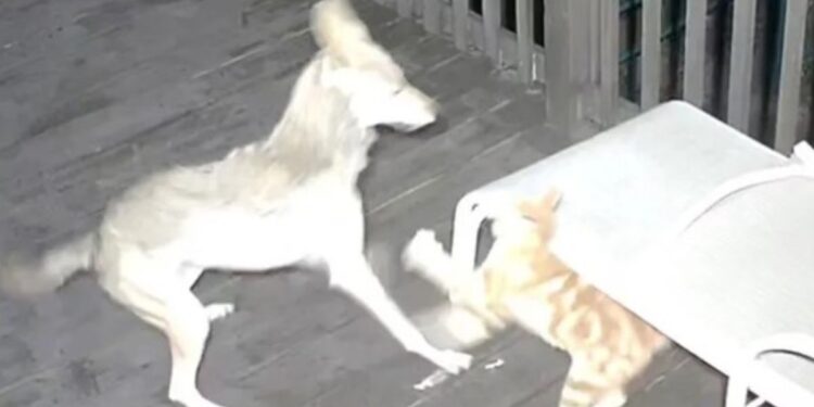 Gato sobreviviente de ataque de coyote se gradúa de cuarentena y busca hogar