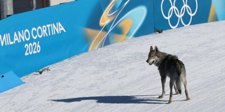 Perro lobo irrumpe en competencia de esquí en Juegos Olímpicos de Invierno