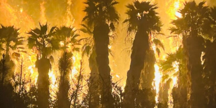 Rayos incendian palmeras en el Valle de San Pasqual