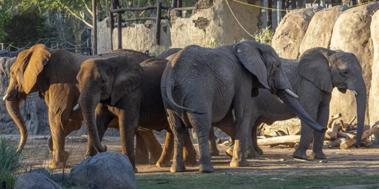 San Diego Zoo inaugura Denny Sanford Elephant Valley