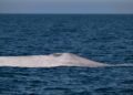 Avistamiento histórico de ballena azul albina en Parque Nacional Bahía de Loreto