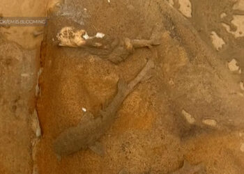 Más de una docena de tiburones leopardo hallados muertos en sendero costero de La Jolla