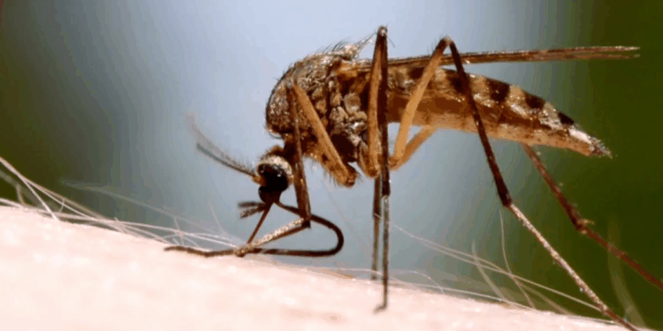 Temporada de mosquitos podría adelantarse en el condado de San Diego