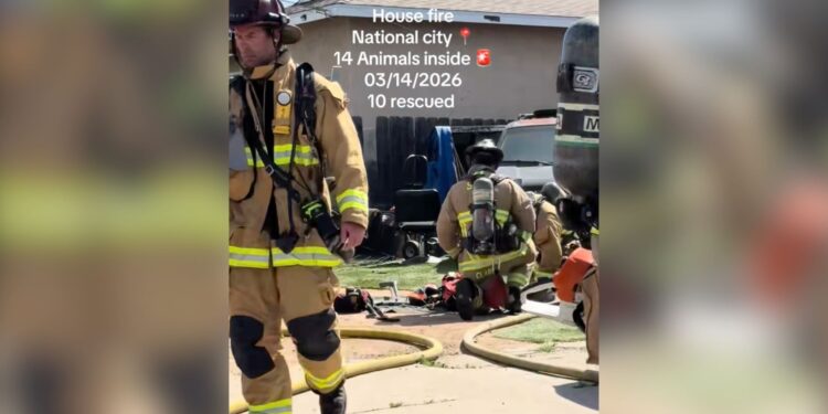 Incendio residencial en National City mata a tres perros
