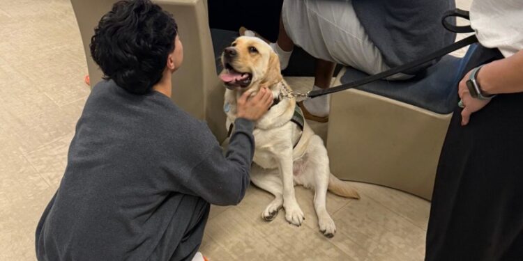 Perros de terapia transforman la rehabilitación juvenil en el condado de San Diego