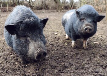 Alerta para viajeros: ¿Cómo evitar traer enfermedades animales al regresar del Caribe?