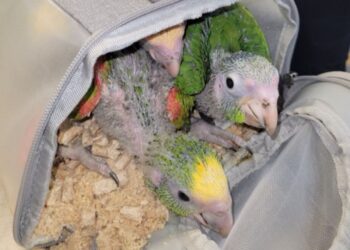 Condenan a 3 meses de prisión a hombre de San Diego por contrabando de 17 aves protegidas