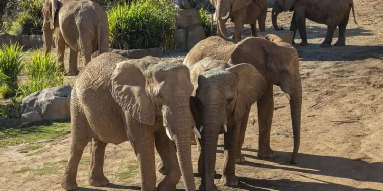 Muestra de drones del Zoológico de San Diego celebra el valle de elefantes en el Día de Apertura de los Padres