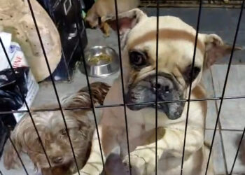 Refugio Patitas Firmes solicita apoyo urgente para mantener su labor de rescate