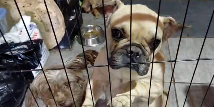 Refugio Patitas Firmes solicita apoyo urgente para mantener su labor de rescate