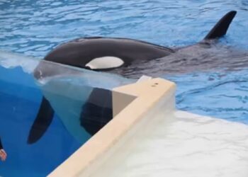 PETA organiza protesta en SeaWorld San Diego para exigir la liberación de la orca Corky