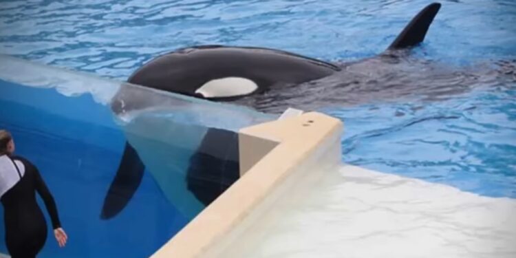 PETA organiza protesta en SeaWorld San Diego para exigir la liberación de la orca Corky
