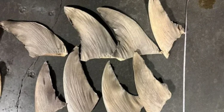 interceptan-jet-privado-cargamento-ilegal-aletas-tiburon-california