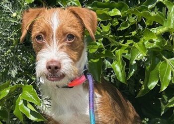 san-diego-humane-society-amplia-horario-adopciones-mascotas