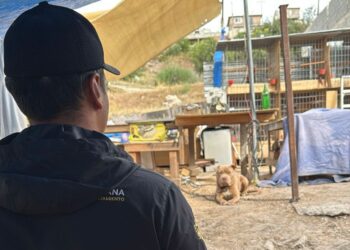 Gobierno de Tijuana atiende denuncia por presunto maltrato animal en Alcatraces
