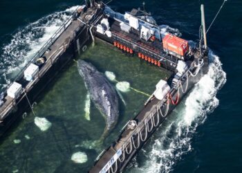 Liberan a la ballena varada en el mar del Norte