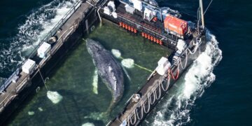 Liberan a la ballena varada en el mar del Norte