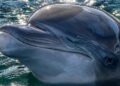 Muere el delfín Dottie a los 39 años en San Diego