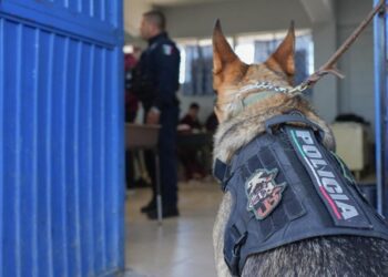 Inspeccionan CBTis 237 y Secundaria 78 en Tijuana con K9