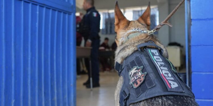 Inspeccionan CBTis 237 y Secundaria 78 en Tijuana con K9