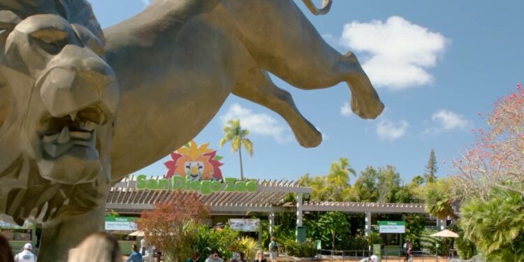 Amenaza de disparos en el Zoológico de San Diego durante el domingo
