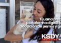 Tijuana prepara plataforma digital para adopción de perros y gatos