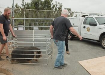 Refugios rescataron a cientos de animales de granja en San Diego
