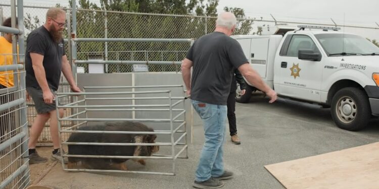 Refugios rescataron a cientos de animales de granja en San Diego