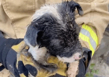 Bomberos de Tijuana rescatan a perrito atrapado en una tubería