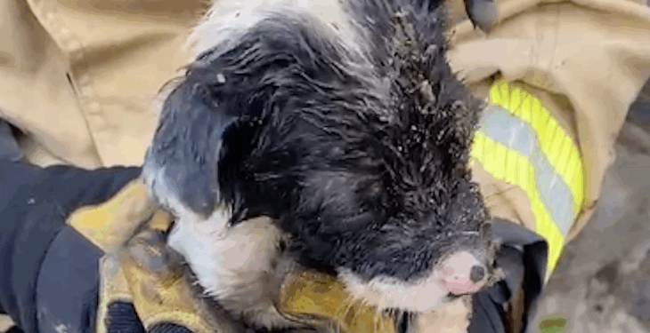 Bomberos de Tijuana rescatan a perrito atrapado en una tubería
