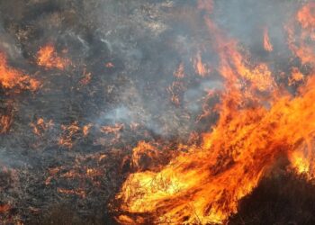 Incendio de maleza provoca cierre vial en Vista