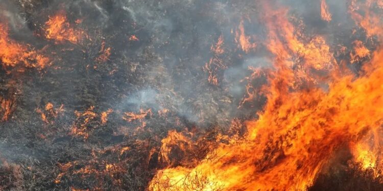 Incendio de maleza provoca cierre vial en Vista