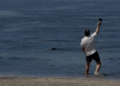 Investigan a turista por lanzar roca contra foca monje en Hawái