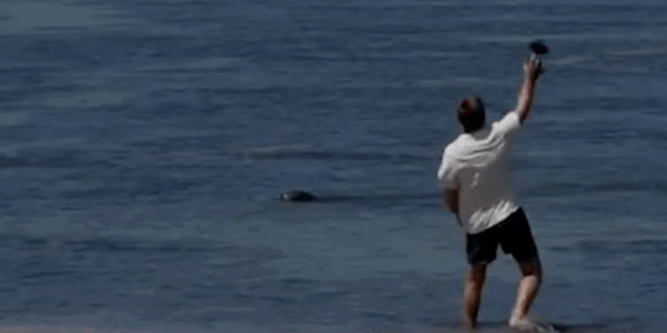Investigan a turista por lanzar roca contra foca monje en Hawái