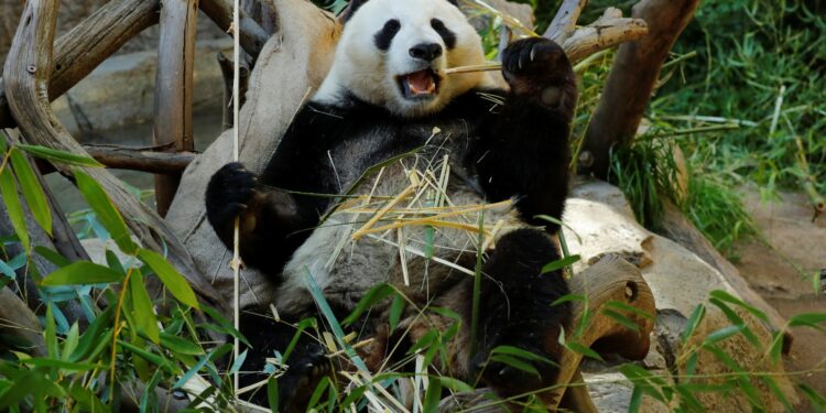 Pandas viajarán casi 8 mil millas para nueva etapa de conservación en Atlanta