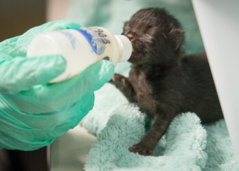 San Diego Humane Society impulsa capacitación nacional para salvar gatitos recién nacidos
