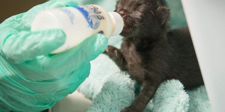 San Diego Humane Society impulsa capacitación nacional para salvar gatitos recién nacidos