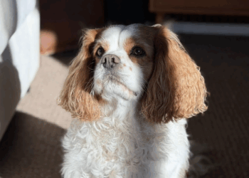 Perro da positivo a metanfetamina tras visitar playa en Ocean Beach