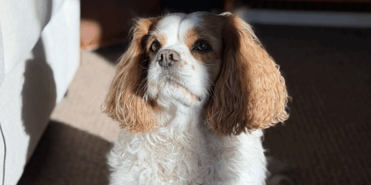 Perro da positivo a metanfetamina tras visitar playa en Ocean Beach
