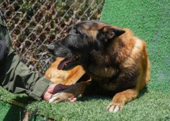 Tijuana despide a Rambo, primer perro detector de explosivos
