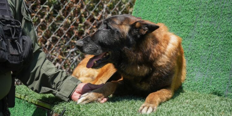 Tijuana despide a Rambo, primer perro detector de explosivos