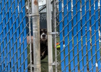 Chula Vista promueve adopción de mascotas