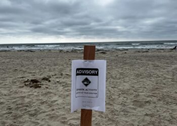 Alertan por tiburón blanco en La Jolla Shores