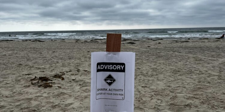 Alertan por tiburón blanco en La Jolla Shores